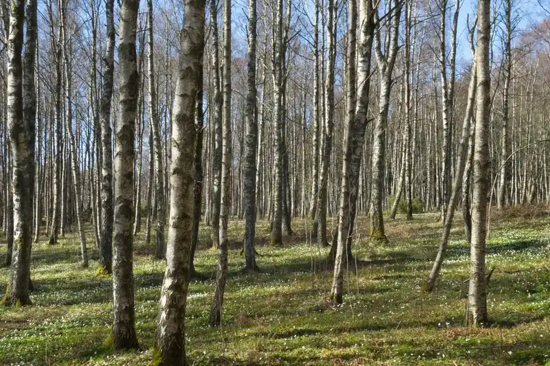 Birch trees