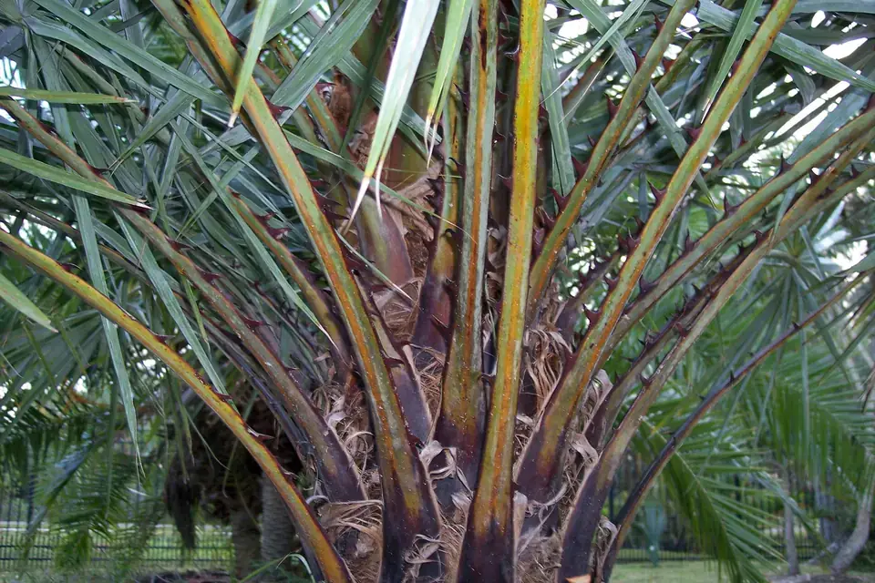 Carnauba palm