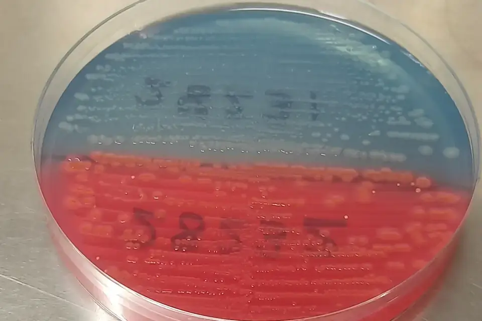 Often made by fermentation with microbes