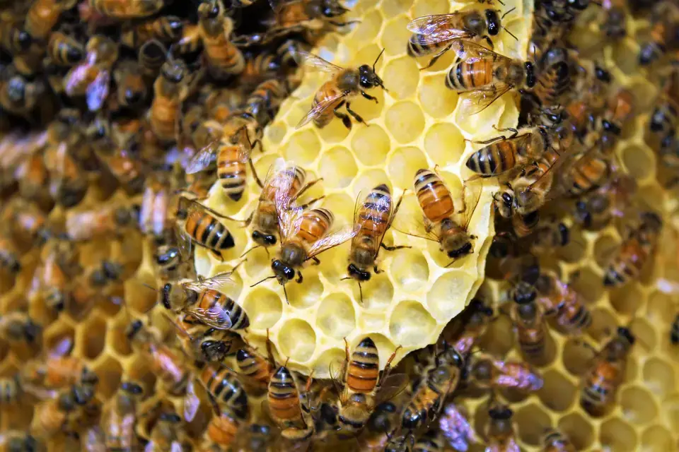 Honey bees on their comb