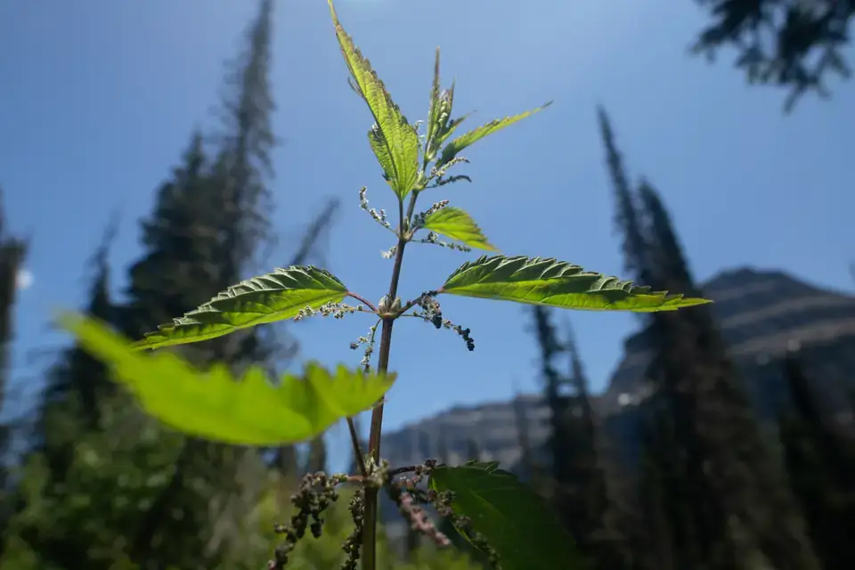 Nettle leaves
