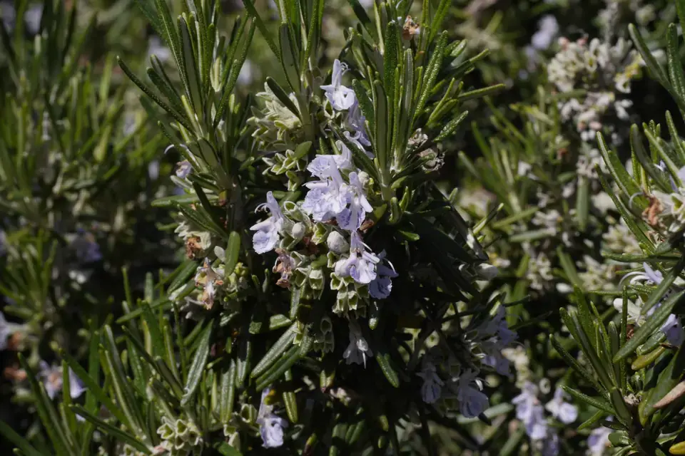 Rosemary