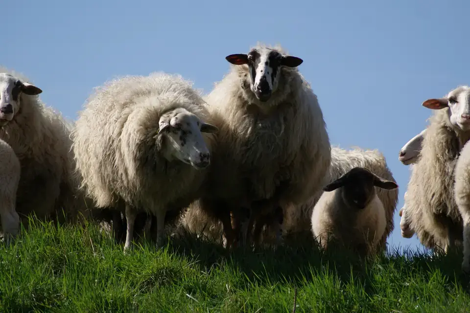 Sheep's wool, the source of lanolin